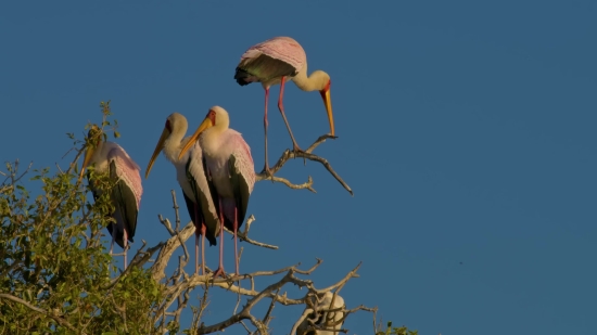 Spoonbill, Wading Bird, Aquatic Bird, Bird, Wildlife, Stork