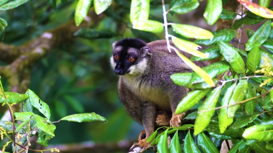 Squirrel Monkey, Monkey, Primate, Wildlife, Wild, Animals