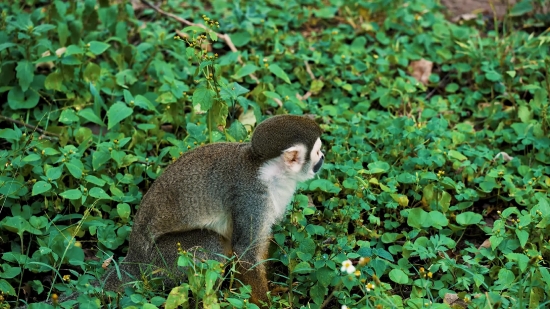 Squirrel Monkey, Monkey, Primate, Wildlife, Wild, Fur