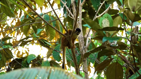 Squirrel Monkey, Monkey, Primate, Wildlife, Wild, Mammal