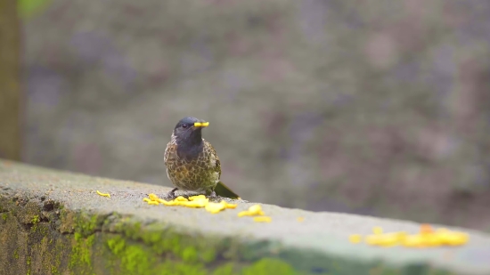 Starling, Bird, Wildlife, Beak, Wild, Feather