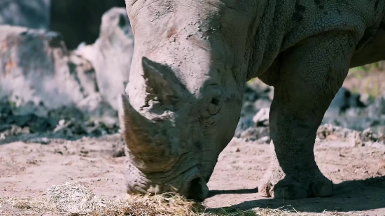 Statue, Rhinoceros, Sculpture, Odd-toed Ungulate, Cemetery, Stone