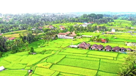 Status Video Background Download, Landscape, Grass, Course, Field, Maze