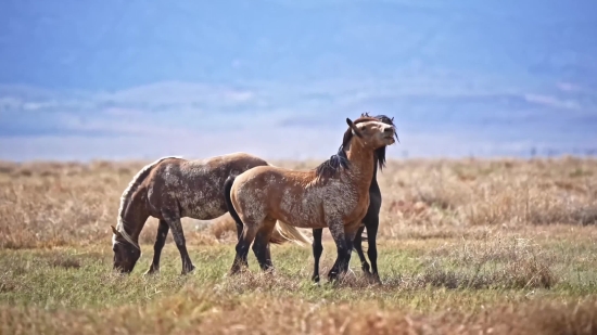 Steppe, Plain, Horse, Land, Wild, Horses