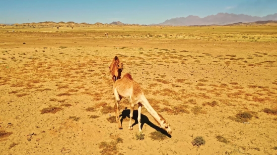 Steppe, Plain, Land, Landscape, Desert, Sky