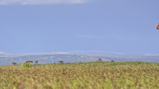 Steppe, Plain, Land, Landscape, Field, Meadow