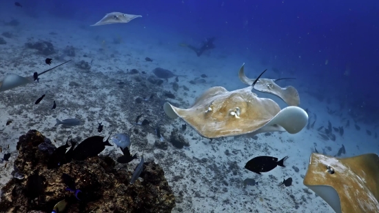 Stingray, Ray, Fish, Sea, Ocean, Water