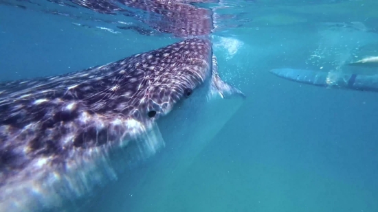 Stingray, Ray, Great White Shark, Sea, Ocean, Water