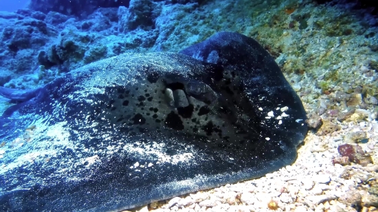 Stingray, Ray, Water, Fish, Sea, Ocean