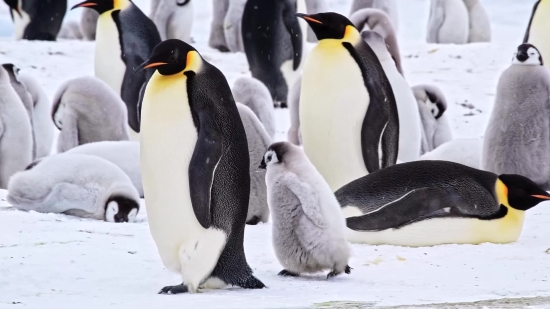 Stock Footage, King Penguin, Penguin, Seabird, Bird, Aquatic Bird