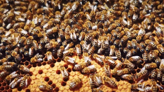 Stock Footage Subscription, Honeycomb, Worker, Insect, Structure, Arthropod