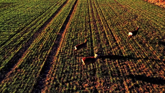 Stock Market Hd Images, Track, Landscape, Sprinkler, Tree, Mechanical Device