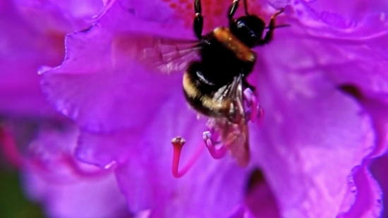 Stock Media, Bee, Insect, Arthropod, Flower, Worker