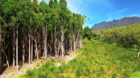 Stock Video Car, Tree, Woody Plant, Vascular Plant, Forest, Landscape