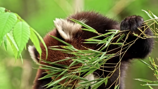 Stock Video Content, Chestnut, Lesser Panda, Edible Nut, Nut, Seed