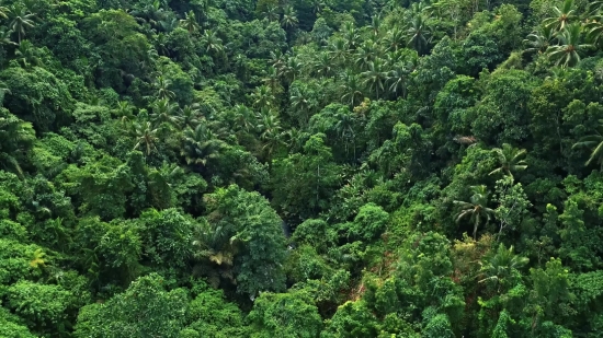 Stock Video File, Tree, Woody Plant, Vascular Plant, Landscape, Forest