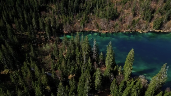 Stock Video With Sound, Forest, Tree, Lake, Landscape, Water