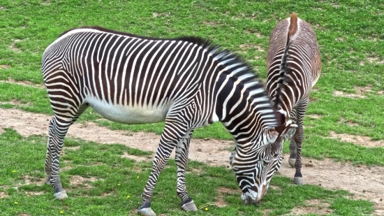 Stock Videos For Reels, Zebra, Equine, Ungulate, Wildlife, Mammal