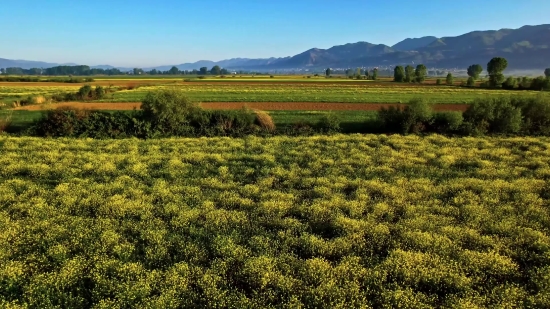 Stock Videos For Sale, Field Soybean, Field, Landscape, Soy, Grass