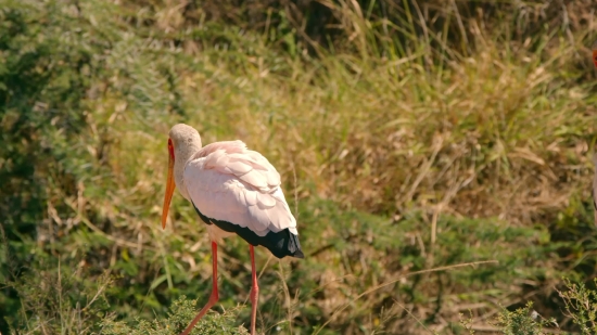 Stork, Wading Bird, Aquatic Bird, Bird, Ibis, White Stork