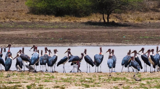 Stork, Wading Bird, Bird, Aquatic Bird, Crane, Wildlife