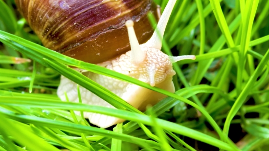 Sugar, Food, Snail, Plant, Gastropod, Mollusk