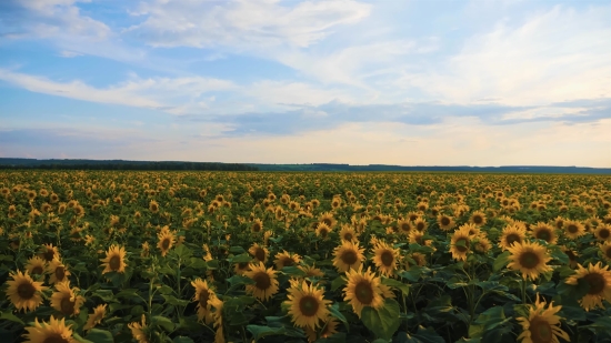 Sunflower, Field, Flower, Sky, Yellow, Rural