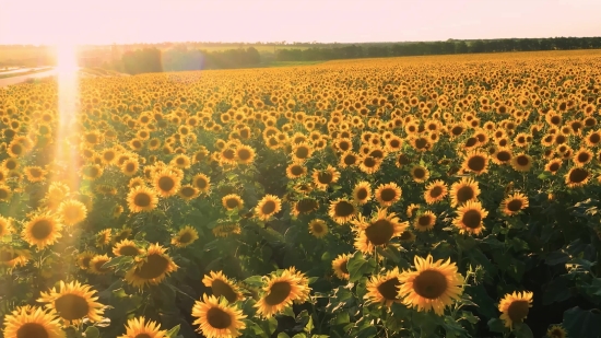 Sunflower, Field, Flower, Yellow, Agriculture, Plant