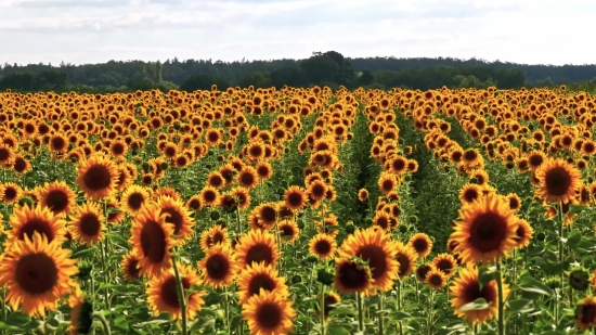 Sunflower, Field, Flower, Yellow, Agriculture, Plant