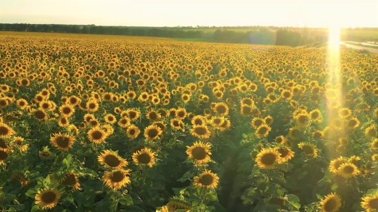 Sunflower, Field, Flower, Yellow, Plant, Agriculture