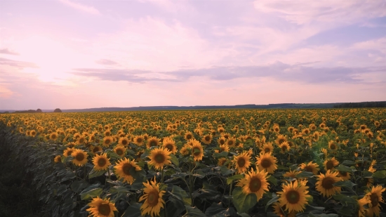 Sunflower, Field, Flower, Yellow, Sky, Agriculture