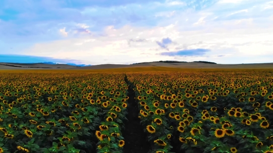 Sunflower, Field, Landscape, Meadow, Rural, Sky