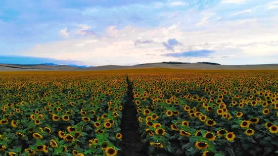 Sunflower, Field, Landscape, Sky, Rural, Meadow