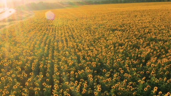 Sunflower, Field, Meadow, Rural, Agriculture, Plant