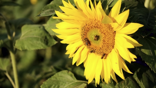 Sunflower, Flower, Yellow, Field, Plant, Agriculture