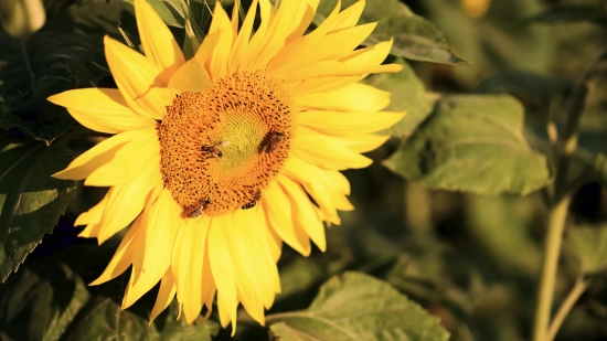 Sunflower, Flower, Yellow, Field, Summer, Agriculture