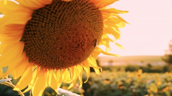 Sunflower, Flower, Yellow, Petal, Plant, Flora