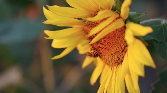 Sunflower, Flower, Yellow, Petal, Plant, Garden