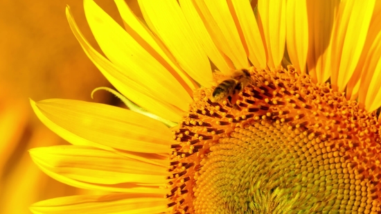 Sunflower, Flower, Yellow, Petal, Summer, Plant