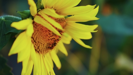 Sunflower, Flower, Yellow, Plant, Petal, Summer