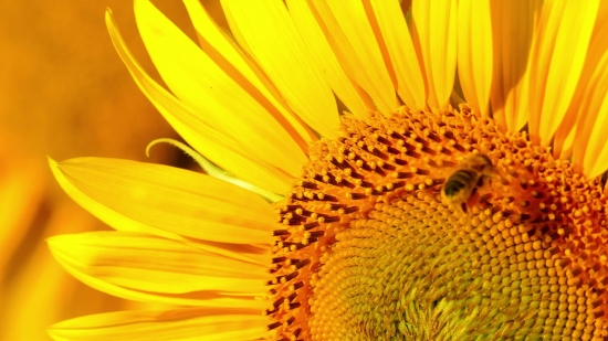 Sunflower, Flower, Yellow, Summer, Petal, Plant