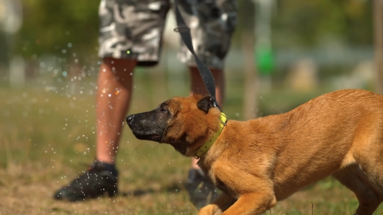 Sunrise 4k Video Free Download, Dog, Shepherd Dog, Pet, Canine, Cute