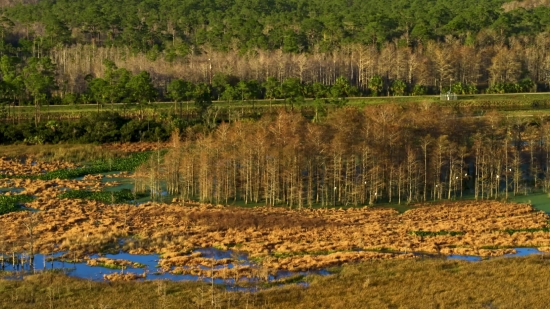 Swamp, Forest, Wetland, Land, Landscape, Tree