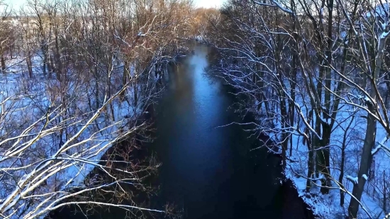 Swamp, Forest, Wetland, Land, Tree, Landscape