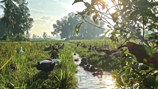 Swamp, Tree, Wetland, Landscape, Water, Aquatic