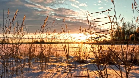 Swamp, Wetland, Land, Sky, Cable, Power