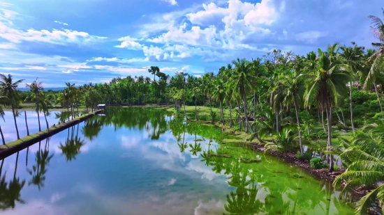 Swamp, Wetland, Landscape, Land, Tree, Lake