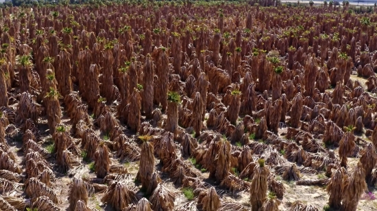 Syrup, Plant, Coral Fungus, Field, Landscape, Agriculture