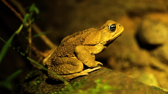 Tailed Frog, Frog, Amphibian, Animal, Eye, Tree Frog