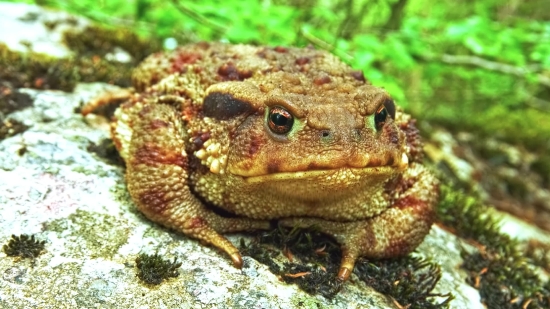 Tailed Frog, Frog, Amphibian, Animal, Wildlife, Reptile